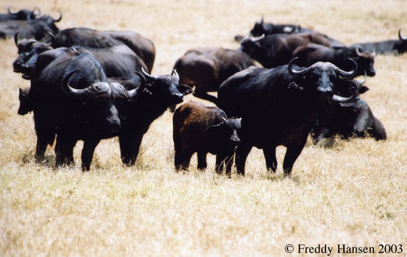 Buffalo