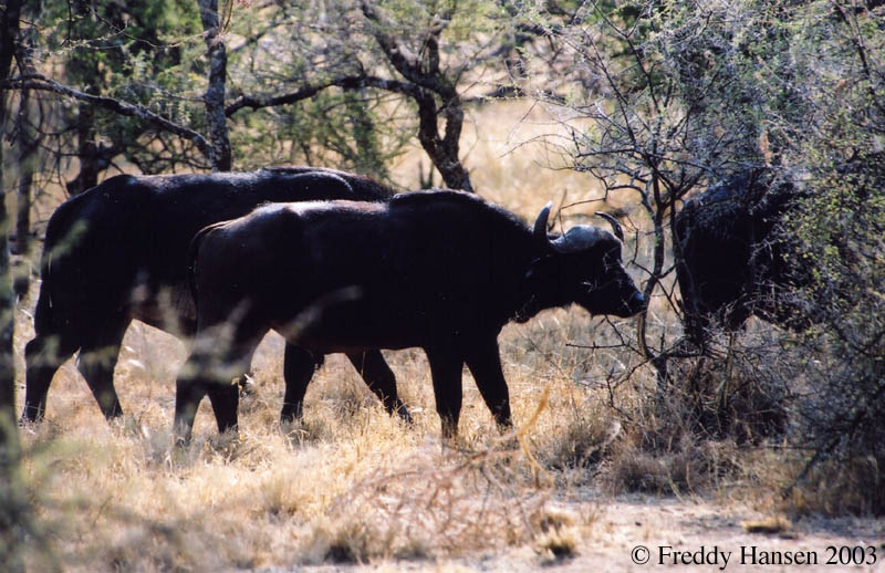 Buffalo