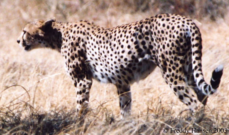 Cheetah