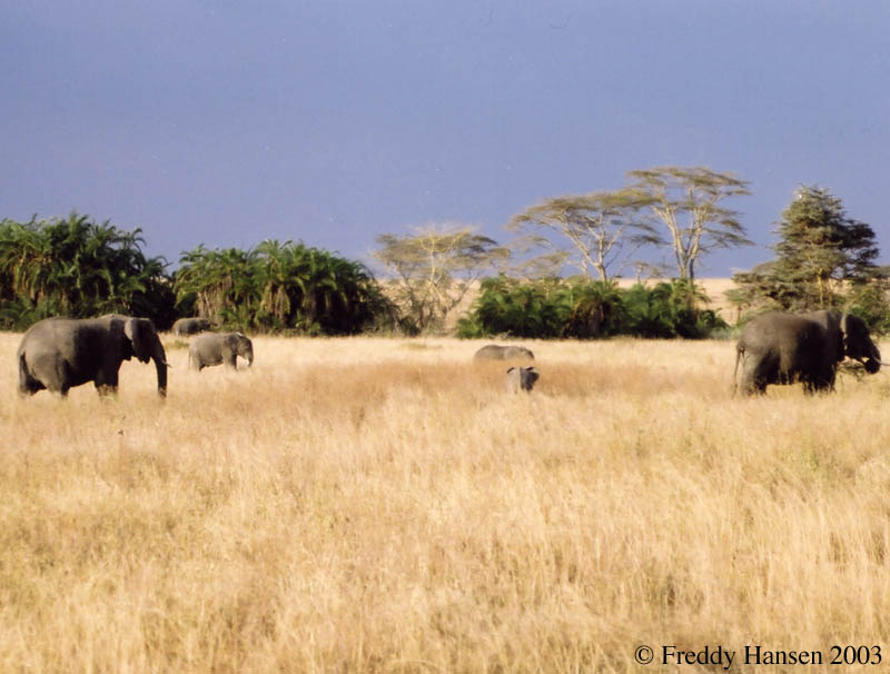 Elephant