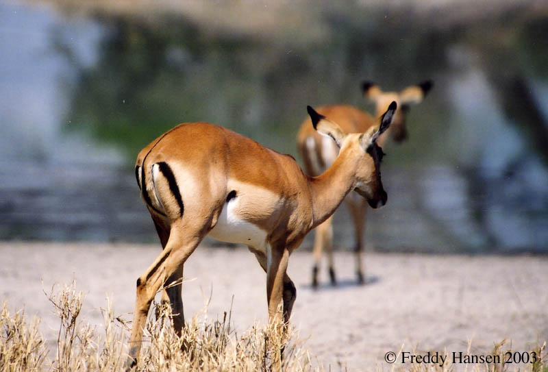 Impala