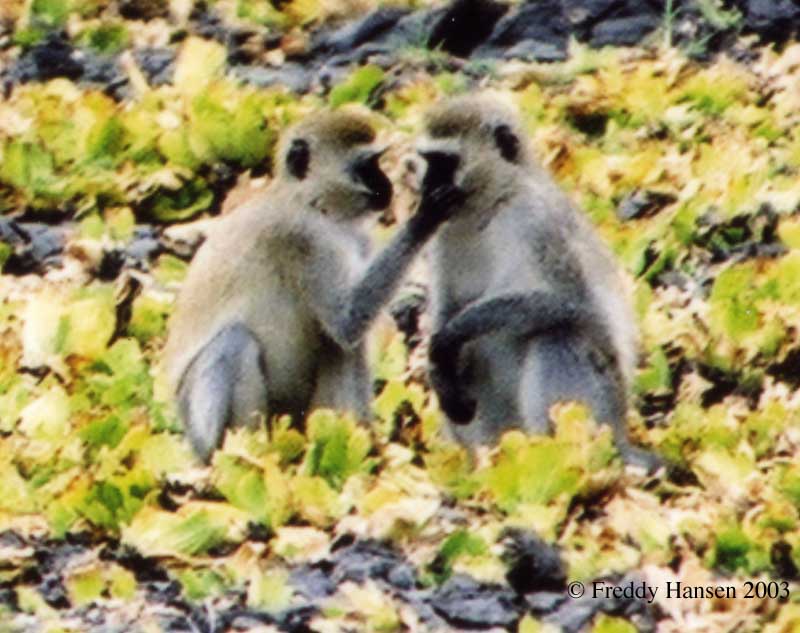 Vervet